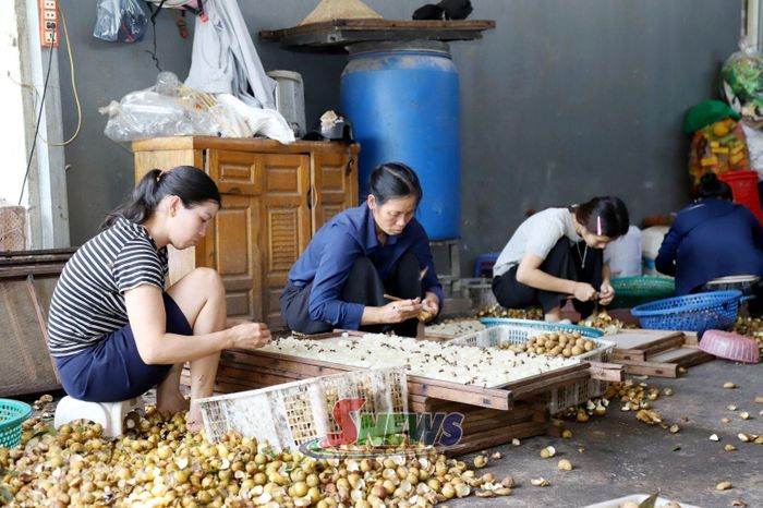 Thành viên Hợp tác xã Hoàng Hải, bản Hoàng Lay, xã Chiềng Khoong chế biến long nhãn.