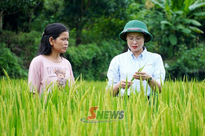 Cán bộ xã Gia Phù kiểm tra tình hình sinh trưởng của lúa tại bản Nhọt 2.
