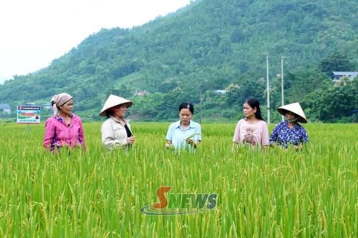 Cán bộ kỹ thuật xã Gia Phù hướng dẫn nhân dân theo dõi, phòng trừ sâu bệnh trên ruộng lúa theo hướng hữu cơ.