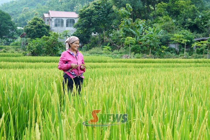 Người dân bản Nhọt 2 chăm sóc lúa theo phương pháp canh tác cải tiến SRI.