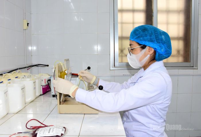 Kỹ thuật viên, khoa Huyết học - Truyền máu, Bệnh viện Đa khoa tỉnh thực hiện kỹ thuật sản xuất chế phẩm khối hồng cầu, huyết tương tươi đông lạnh theo tiêu chuẩn chất lượng.