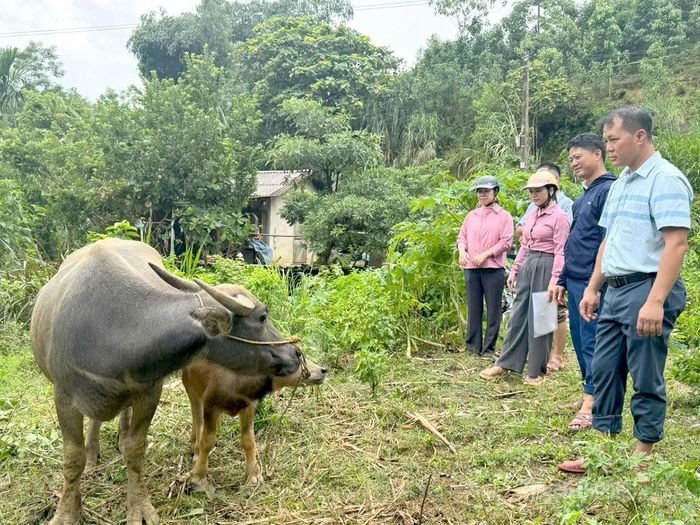 Lãnh đạo xã Vĩnh Tuy kiểm tra hiệu quả việc hỗ trợ nuôi trâu sinh sản từ chương trình giảm nghèo tại thôn Tiến Thành.