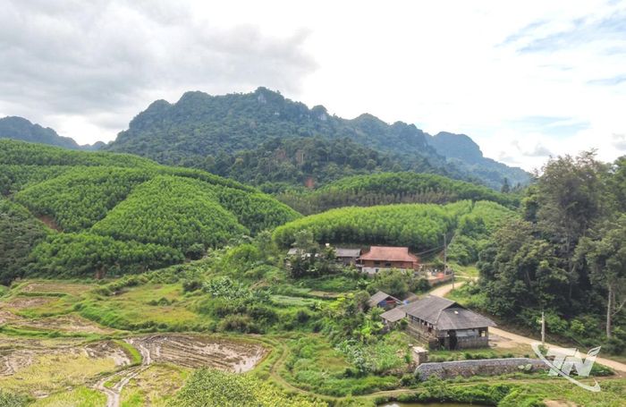 Rừng được quản lý, phát triển bền vững đang mở ra cơ hội tham gia thị trường tín chỉ carbon.