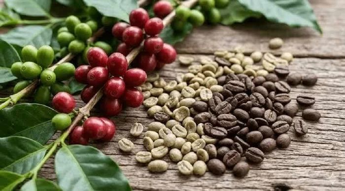 Giá cà phê hôm nay duy trì ổn định. Ảnh minh họa