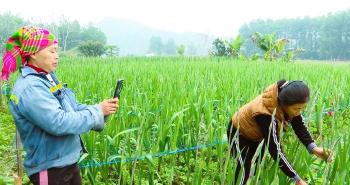 Chị Hoàng Thị Huyên (xã Vị Xuyên) quay video tại vườn hoa tươi của gia đình để quảng bá trên nền tảng mạng xã hội.