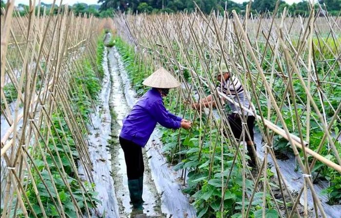 Bộ Tài chính đề xuất hướng dẫn cơ chế sử dụng kinh phí ngân sách nhà nước chi thường xuyên thực hiện các chính sách hỗ trợ hợp tác xã, liên hiệp hợp tác xã
