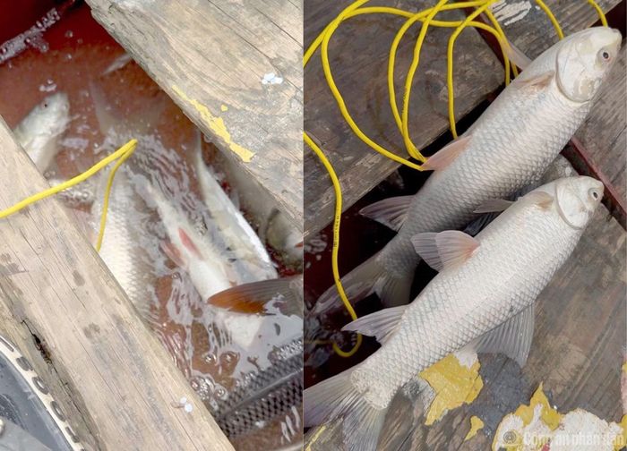 Bề nổi trên mặt nước là các loài cá lớn, cá nhỏ được người đánh bắt tận thu.