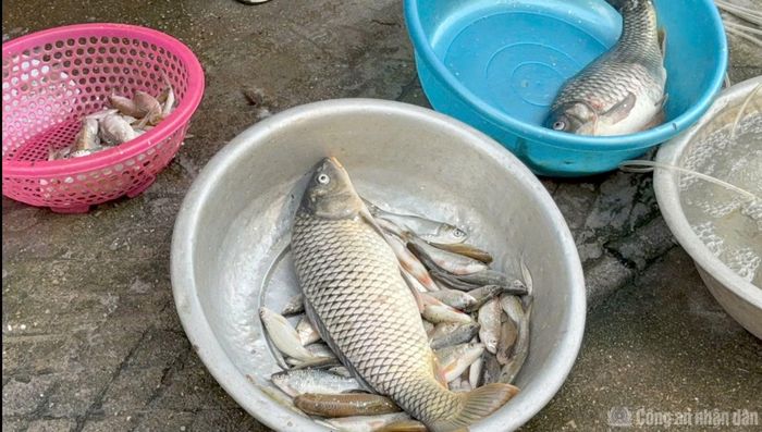 Dưới bàn tay của các sát thủ kích điện, cá lớn, cá nhỏ đều bị tận thu. Thế nhưng ít ai biết rằng, đối với trứng, ấu trùng, cá bột, cá con và các loài động vật, thủy sinh vật dưới lòng sông sẽ bị ảnh hưởng và bỏ rơi lại như thế nào?