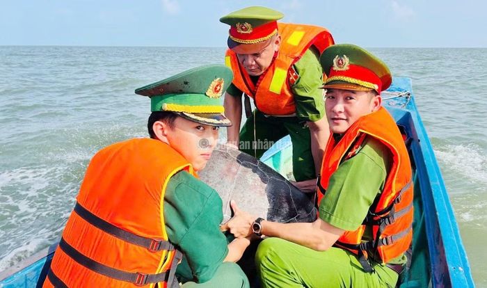 Công an xã Tân Ân phối hợp cá thể vích nặng 40kg về biển.