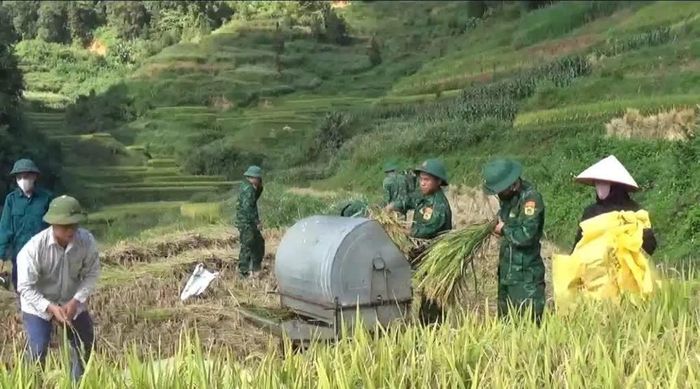Cán bộ, chiến sĩ Đồn Biên phòng Cửa khẩu quốc tế Trà Lĩnh giúp gia đình chính sách xã Quang Hán gặt lúa mùa.