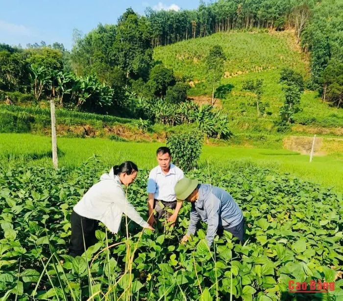Hội Nông dân phường Thục Phán kiểm tra, hướng dẫn hội viên chăm sóc cây đậu tương rau theo quy trình kỹ thuật.