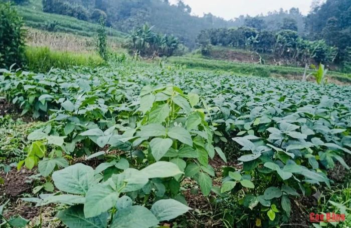 Cây đậu tương rau sinh trưởng, phát triển khá tốt.