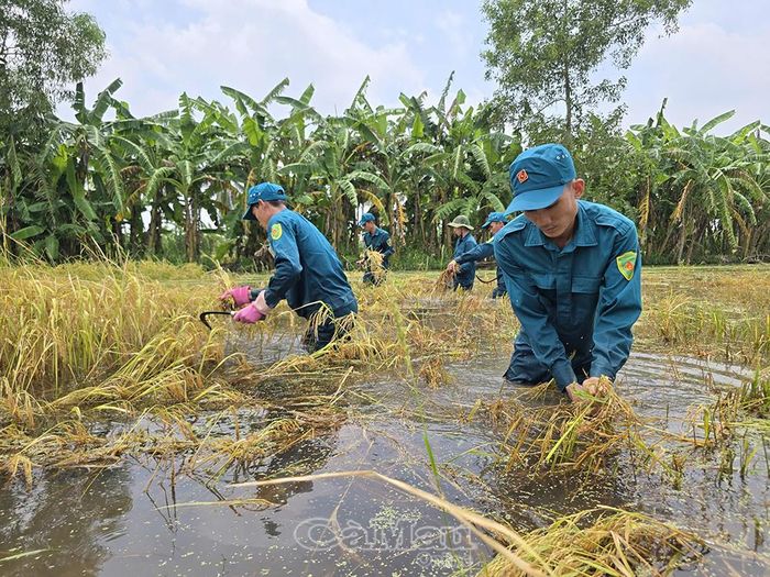 Dân quân tự vệ xã Khánh Hưng hỗ trợ người dân gặt lúa, giảm thiểu thiệt hại do thiên tai gây ra.