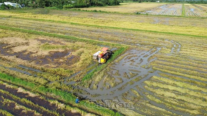 Bà con nông dân khẩn trương thu hoạch đối với diện tích lúa đủ điều kiện, để giảm thiểu thiệt hại do ngập úng.