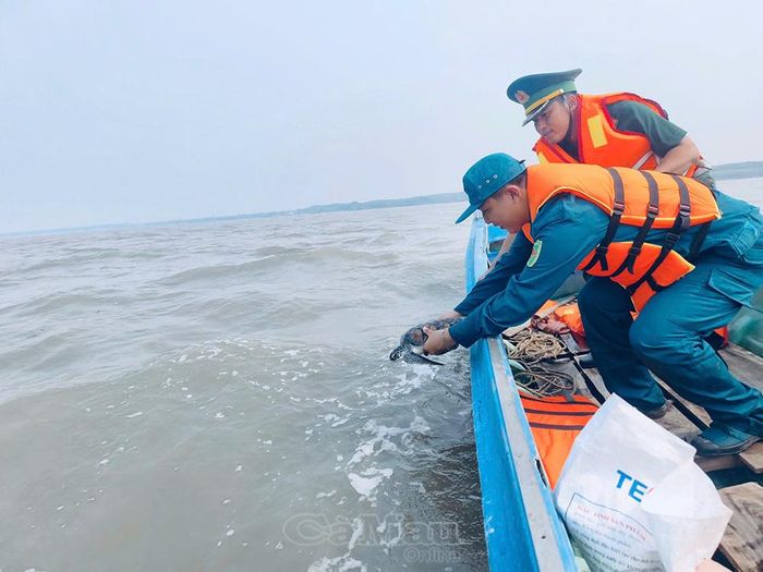 Ban Chỉ huy Quân sự xã Tân Ân phối hợp với Đồn Biên phòng Tam Giang Tây thả cá thể vích nặng khoảng 3 kg về biển.