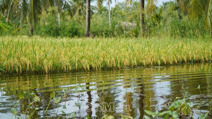  Toàn xã Khánh Hưng hiện còn hơn 1.100 ha lúa hè thu bị ngập, chưa thu hoạch.