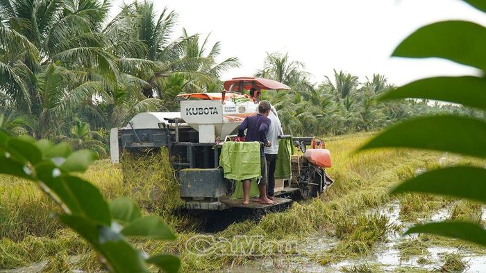 Tranh thủ thời tiết thuận lợi, máy gặt đập liên hợp được huy động để thu hoạch lúa.