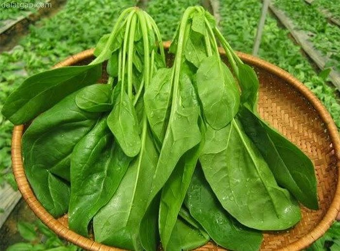Cải bó xôi tốt cho sức khoẻ - Ảnh minh hoạ