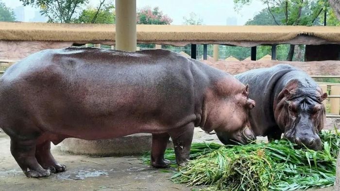 Vào những ngày "vất vả" nhất, Hồ Vũ Lỗi phải thu dọn khoảng 250 kg chất thải trong chuồng.