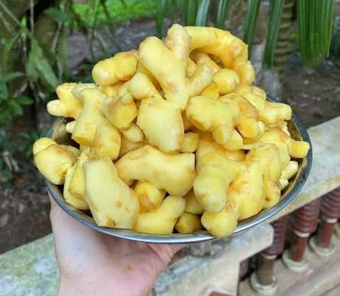 Do vỏ gừng mỏng, chỉ cần dùng lực vừa phải là có thể loại bỏ lớp vỏ bên ngoài