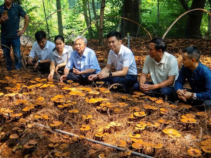 Các nhà khoa học với vườn trồng nấm lim xanh ở HTX Nguyên Dương Tiên Lục Bắc Ninh