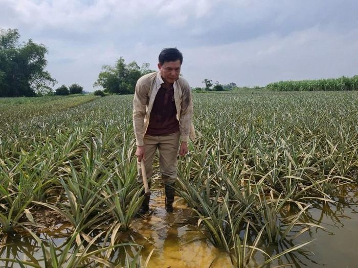 Người dân xã Yên Phú đang kiểm tra diện tích dứa bị ngập nước để tìm biện pháp ứng cứu.