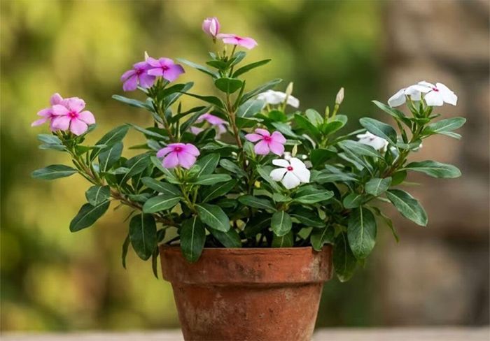 Dừa cạn tương đối ưa sáng, chịu nóng khá tốt và có thể cho hoa trong điều kiện nhiều nắng. (Ảnh: Urvann)