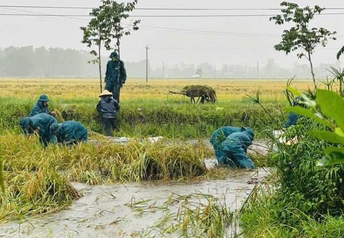 Bộ đội, công an giúp người dân thu hoạch lúa ngã ở xã Hòa Mỹ.