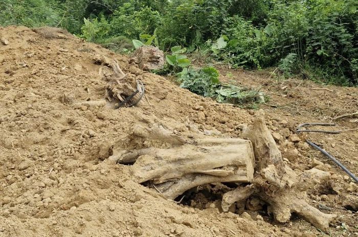 Khu đồi đã biến dạng do chủ đất san gạt. Ảnh: Đức Duy