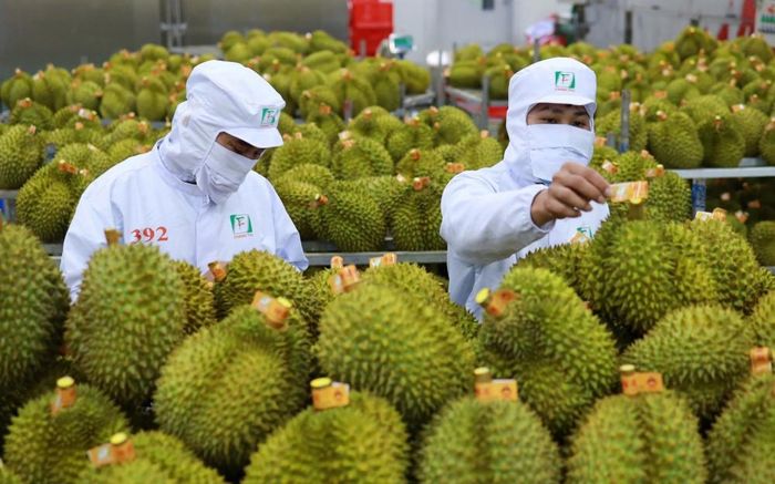 Sầu riêng Việt Nam là mặt hàng thị trường EU tăng tần suất kiểm tra nhập khẩu. Ảnh: Việt Hằng