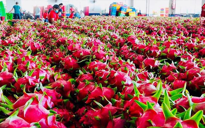 Thanh long là một trong số mặt hàng nông sản chủ lực xuất khẩu sang thị trường EU. Ảnh: Việt Hằng