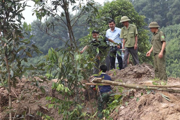 Anh Nguyễn Hồng Xuyên (Việt Cường 1) đang chặt quế để bàn giao đất cho đơn vị thi công.