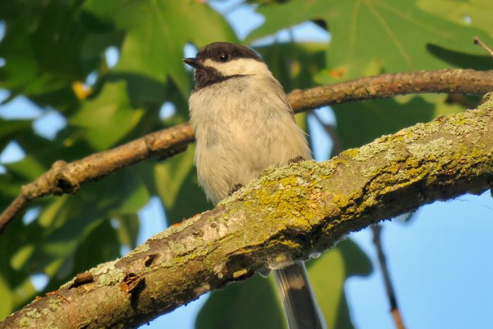  Chim chickadee mũ đen, một trong những loài có tiếng kêu nhỏ tương đương tiếng máy xay sinh tố. 