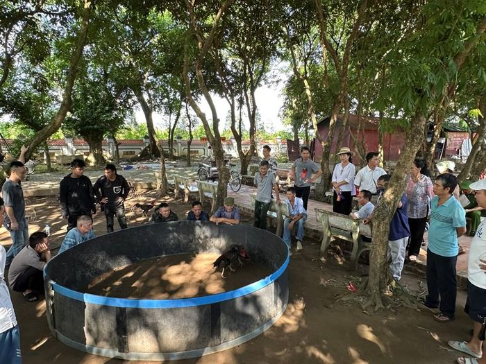 Khu vực diễn ra chọi gà thu hút đông đảo nam giới đến theo dõi và cổ vũ