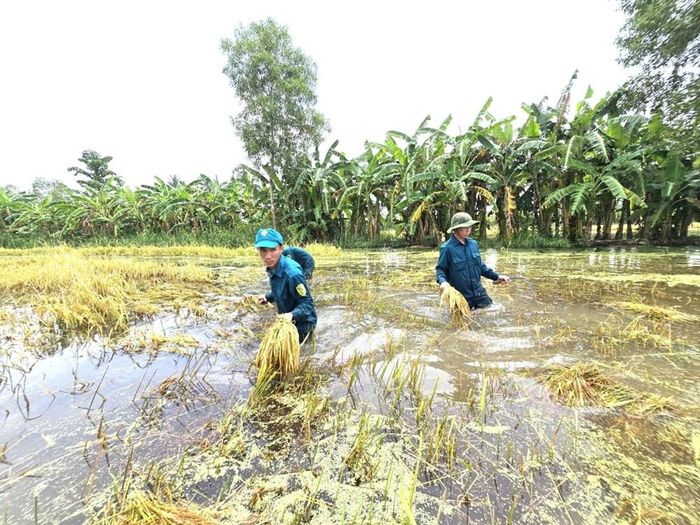 Lực lượng chức năng xã Khánh Hưng, tỉnh Cà Mau hỗ trợ bà con thu hoạch lúa bằng phương pháp thủ công, do lúa bị ngập sâu nên máy móc không tiếp cận được