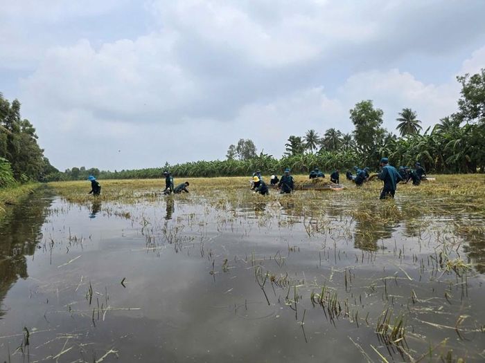Mưa kéo dài đã khiến 21.138ha lúa ở Cà Mau bị ngập; trong đó có hơn 120ha lúa bị sập và 218ha lúa thiệt hại