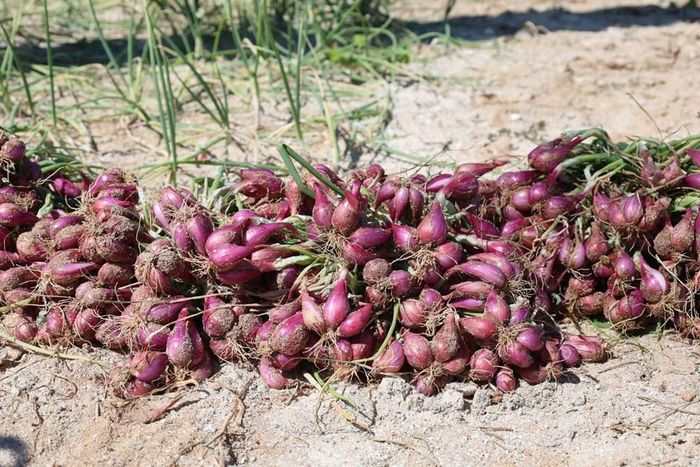 Củ hành tím Lý Sơn vừa được thu hoạch