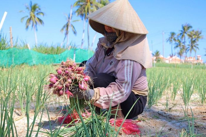 Hành tím là một trong hai cây trồng chủ lực, gắn với sinh kế của người dân Lý Sơn