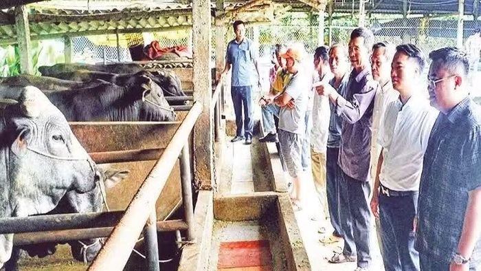Chăn nuôi bò vỗ béo tuần hoàn mang lại hiệu quả về kinh tế, xã hội và môi trường.