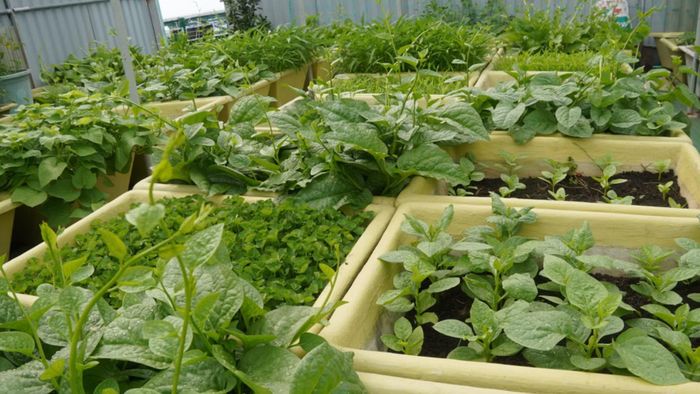 Ngoài giờ trực, huấn luyện, cuộc sống trở về với những việc rất đời thường. Bộ đội trồng rau, chăn nuôi tăng gia, cải thiện bữa ăn.