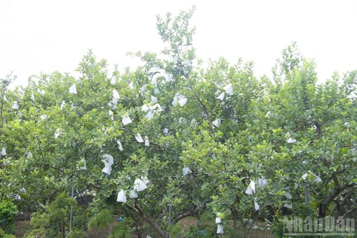 Khu vườn cho sản lượng khoảng 20 tấn quả mỗi năm hôm nay bắt đầu từ 20 cây giống được anh Thắng đưa về trồng thử cách đây hơn 10 năm. (Ảnh: Đ.P)
