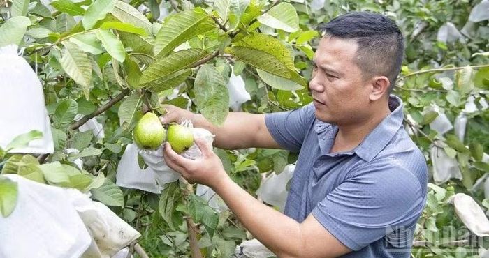 Vườn ổi không hạt của gia đình anh Nguyễn Văn Thắng cho thu nhập hàng trăm triệu đồng mỗi năm. (Ảnh: Đ.P)
