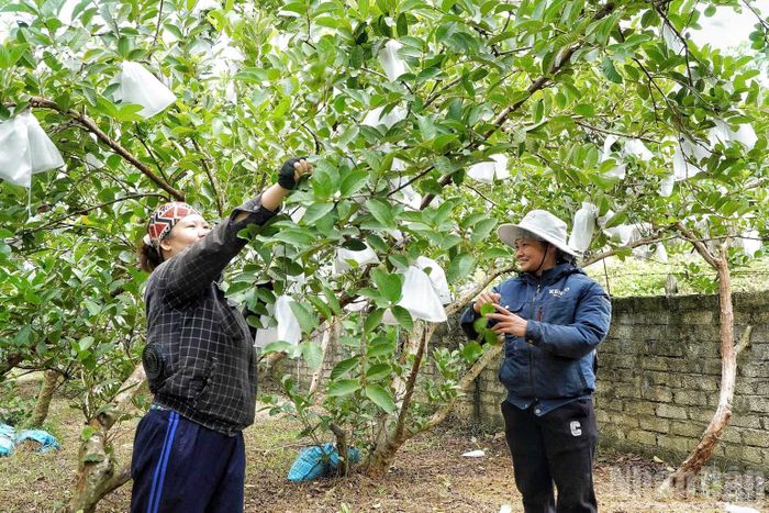 Không chỉ tạo nguồn thu cho gia đình, vườn ổi còn tạo việc làm cho khoảng 5 lao động thường xuyên và thời vụ tại địa phương. (Ảnh: Đ.P)