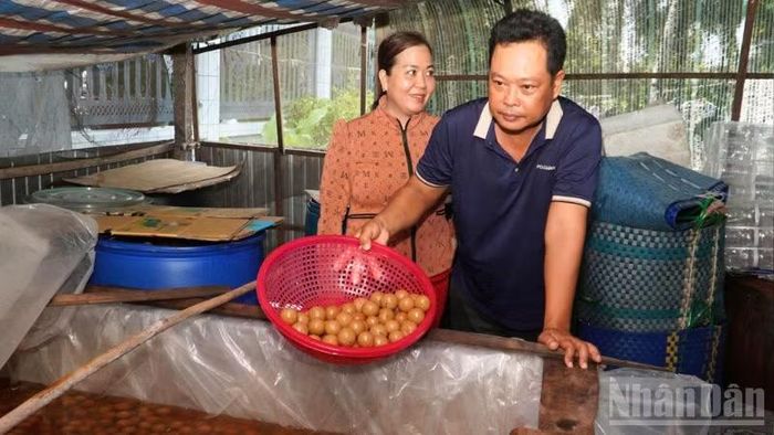 Quy trình sản xuất chanh muối không quá cầu kỳ nhưng đòi hỏi thời gian và sự kiên trì. (Ảnh: VĂN ÚT)