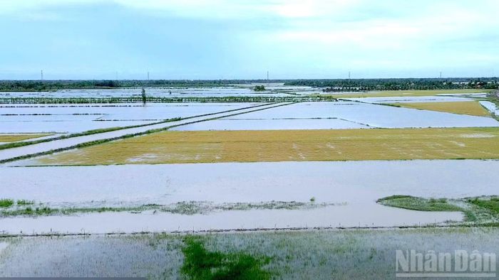 Đồng lúa của nhà nông xã Khánh Bình (tỉnh Cà Mau) bị ngập sâu do mưa lớn cục bộ. (Ảnh: HỮU TÙNG chụp ngày 24/9/2026)