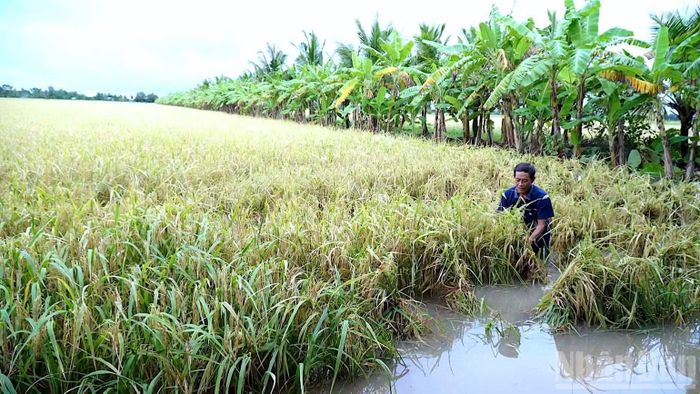 Trà lúa hè thu của nhà nông xã Khánh Bình (tỉnh Cà Mau) bị ngập sâu do mưa lớn cục bộ ngoài dự báo của ngành chức năng. (Ảnh: HỮU TÙNG chụp ngày 24/9/2026)