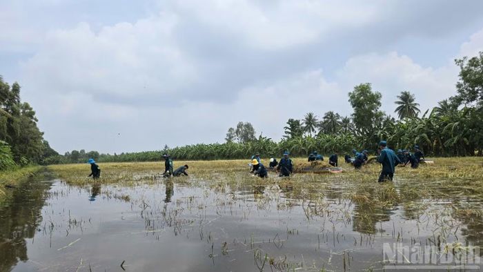 Lực lượng dân quân tự vệ xã Khánh Hưng (tỉnh Cà Mau) dàn hàng ngang, căng mình trên đồng ruộng ngập úng, dốc toàn lực hỗ trợ nông dân thu hoạch lúa hè thu. (Ảnh: HỮU TÙNG)