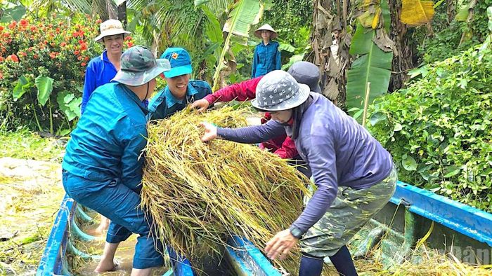 Nhiều phương tiện như xuồng, vỏ lãi được trưng dụng tối đa để vận chuyển lúa thu hoạch từ giữa cánh đồng ngập nước ở ấp Nhà Máy B (xã Khánh Hưng, tỉnh Cà Mau) về nơi khô ráo. (Ảnh: HỮU TÙNG)