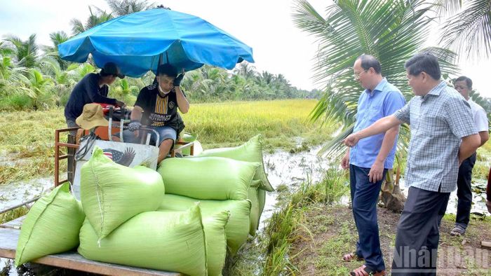 Bí thư Tỉnh ủy Cà Mau Nguyễn Hồ Hải (áo sơ mi xanh, tay ngắn) chỉ đạo khẩn trương hỗ trợ người dân thu hoạch lúa bị ảnh hưởng tại xã Khánh Hưng. (Ảnh: HỮU TÙNG)