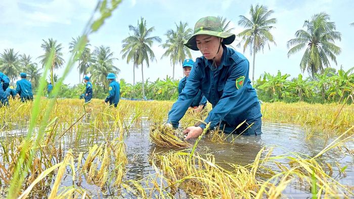 Lực lượng dân quân tự vệ xã Khánh Hưng (tỉnh Cà Mau) ngâm mình trong nước sâu, cẩn trọng gặt từng bó lúa ngập úng giúp nhà nông địa phương giảm thiểu tối đa thiệt hại. (Ảnh: HỮU TÙNG)